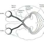 como-vemos-sistema-visual-del-ojo-al-cerebro