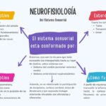 el-sistema-visual-proporciona-informacion-sensorial-exteroceptiva-y-propioceptiva